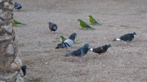 попугаи с голубями